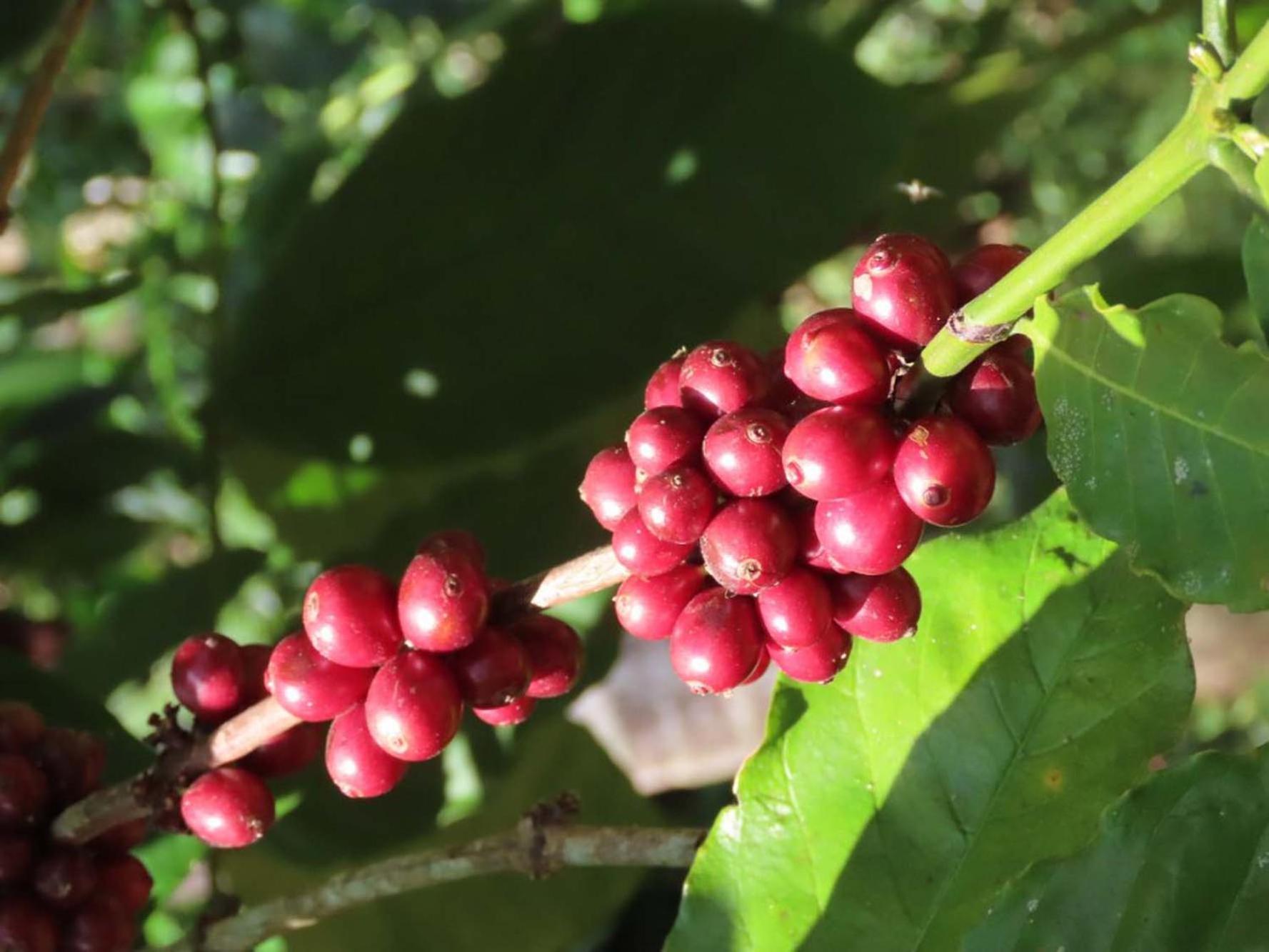 Spice Garden Farm House 苏丹巴特利 外观 照片